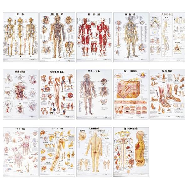 人体解剖学チャート（ポスターサイズ） 骨格Ｍ ラミネートバン 11-2230-00 1入り