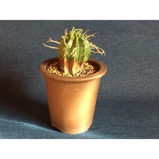 ユーフォルビア スーパーバリダ 4号鉢 Euphorbia suparvalida
