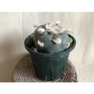 デフューザーとはのランキングtop100 人気売れ筋ランキング Yahoo ショッピング