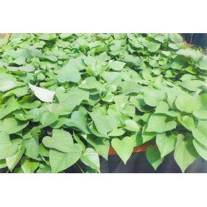 訳あり　さつまいもの苗　さつまいも　サツマイモ　　シルクスイート　 100本