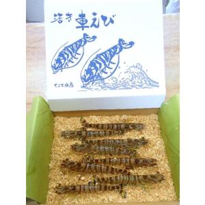 お歳暮 活き車海老250g（6〜9尾前後）車海老 山世水産 プリプリ チャーミング 秋穂 ギフト 山...
