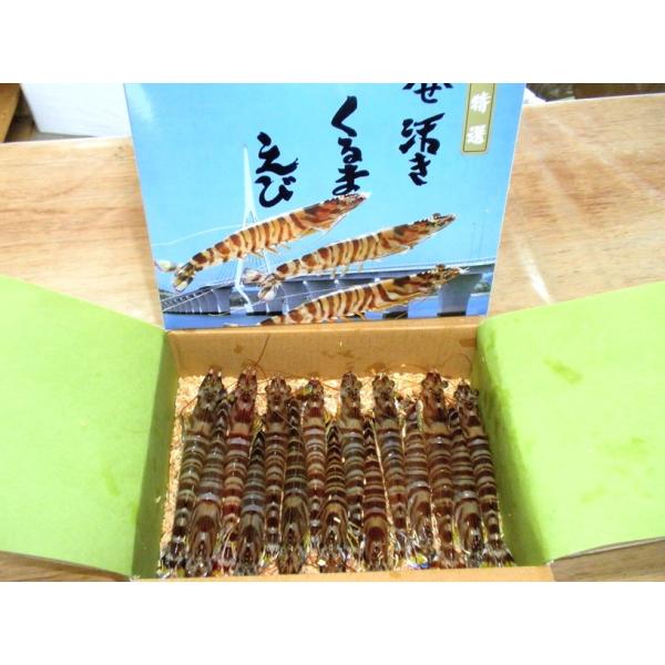 お歳暮 活き車海老500g（12〜18尾前後）車海老 山世水産 プリプリ チャーミング 秋穂 ギフト...