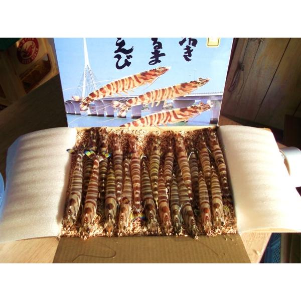 お歳暮 活き車海老1000g（22〜30尾前後）車海老 山世水産 プリプリ チャーミング 秋穂 ギフ...