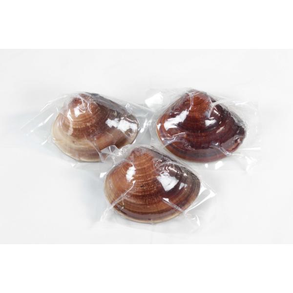 お中元 節句 10年もの桑名産はまぐり３粒入（レトルト） 桑名 天然はまぐり レトルト 蛤