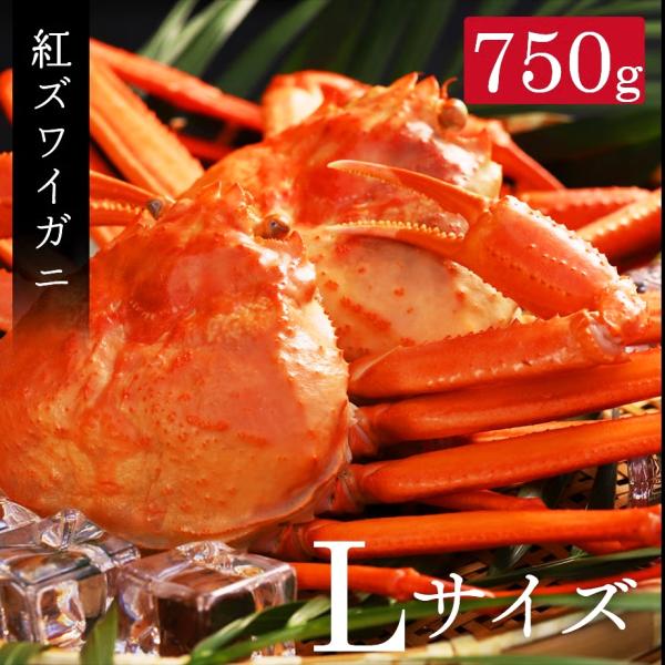 着日指定不可 「高志の紅ガニ」（富山県産ベニズワイガニ） Lサイズ（700g前後） 鍋 しゃぶしゃぶ...