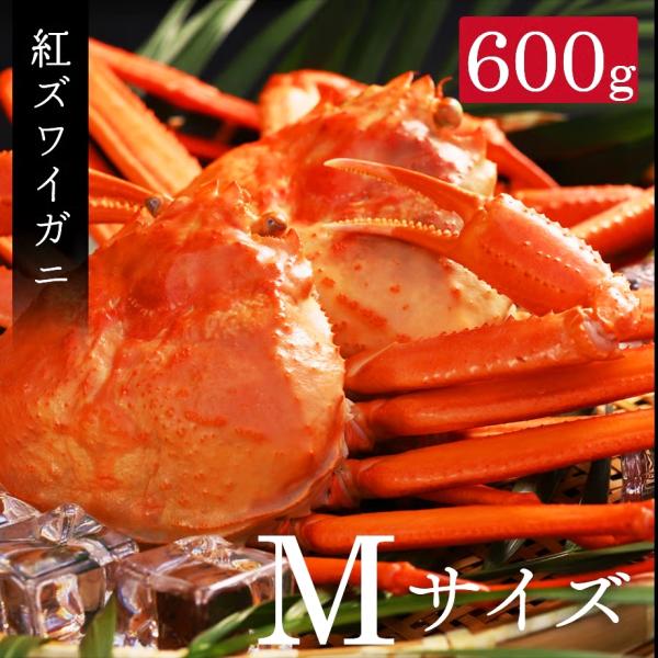 着日指定不可 「高志の紅ガニ」（富山県産ベニズワイガニ）Mサイズ（600g以上） 鍋 しゃぶしゃぶ ...