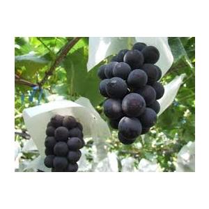 国産 巨峰 2房 種あり・種なし選択可 甘みたっぷり 大粒ぶどう フルーツ 贈答用・家庭用