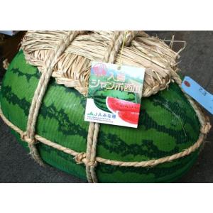 【産地直送】富山県産 入善ジャンボ西瓜 14〜20kg 超特大スイカ 夏限定