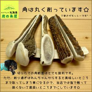 小型犬用 鹿の角 Sサイズ四つ割2本セット ガ...の詳細画像2