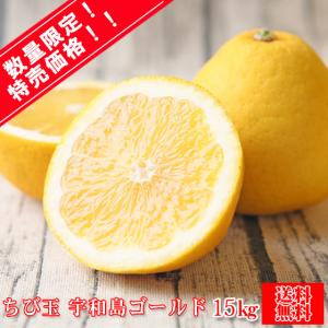 (fちびゴ 15)★数量限定！特売価格！！ ★ちび玉 宇和島ゴールド　15kg (葉傷・枝傷・黒点のあるものが含まれます)(送料無料)河内晩柑 美生柑 夏文旦 みかん