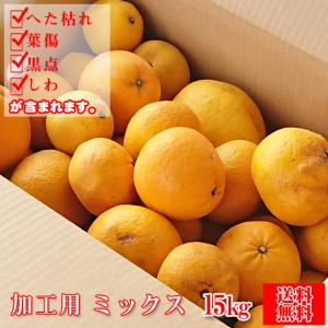 予約販売） 朝掘り筍（たけのこ） 8kg（約8本程） （※アク抜き用の糠