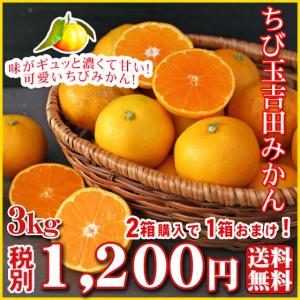 (2cym 03)ちび玉 吉田 みかん 3kg　2箱購入で1箱おまけ！(多少の葉傷・黒点が含まれます)(50玉前後)（サイズ3Ｓ〜2Ｓ）(基本送料無料）（セール）みかん