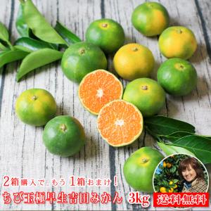 みかん　ちび玉極早生　３ｋｇ　ｆちび極０３　家庭用　小玉　愛媛　吉田みかん　２箱購入でもう１箱おまけつき　果物　フルーツ　柑橘