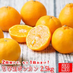 ちび玉 ポンカン 2.5kg　(fちびポ 2.5)  ※2箱ご購入でもう1箱おまけ　(多少の枝傷・葉傷・黒点有り)(家庭用・S〜2Sサイズ込み)