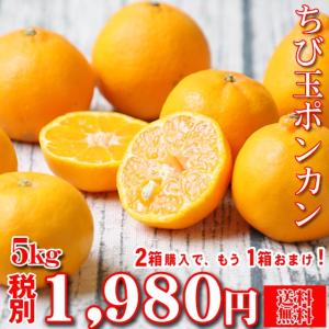(fちびポ 05)ちび玉 ポンカン 5kg　※2箱購入でもう1箱おまけ！(多少の枝傷・葉傷・黒点有り)(家庭用・S〜3Sサイズ込み)(送料無料)みかん 吉田みかん ポンカン