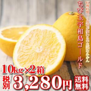 (fちびゴ 1002)ちび玉宇和島ゴールド　10kg×2箱 (葉傷・枝傷・黒点のあるものが含まれます)(基本送料無料) 河内晩柑 みかん