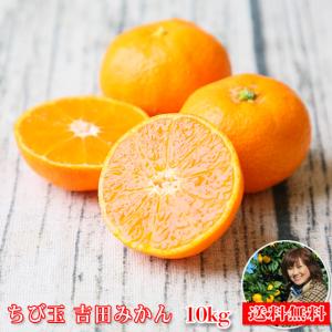 【緊急SALE】(fちび吉 10)　ちび玉 吉田みかん 10kg (多少の枝傷・葉傷・黒点有り)(家庭用・3S〜2Sサイズ込み)(送料無料)