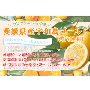 みかん 宇和島ゴールド 4kg fゴ04 家庭...の詳細画像1