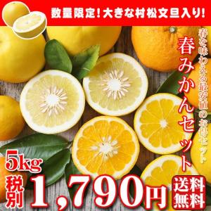 (fharu村松05)(数量限定)春 みかん セット 5kg (葉傷・黒点が含まれます)(基本送料無料)(セール) みかん ミカン 蜜柑 柑橘