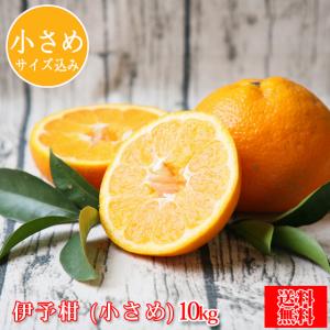 (fiyoフェア 10) ★★4日間限定！春フェア★★ 伊予柑 (小さめ) 10kg　(多少の枝傷・葉傷・黒点有り)(家庭用・サイズ込み)(送料無料)みかん 吉田みかん 伊予柑