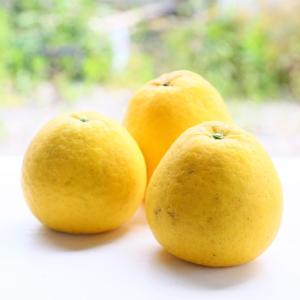 今だけプラス3kg!f大玉ゴ 07大玉 宇和島...の詳細画像1
