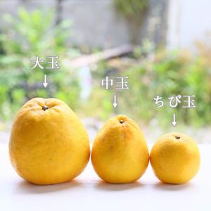 今だけプラス3kg!f大玉ゴ 07大玉 宇和島...の詳細画像2