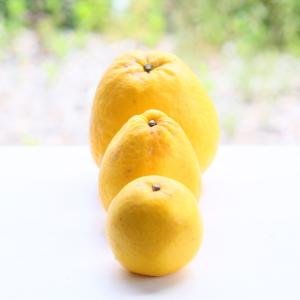 今だけプラス3kg!f大玉ゴ 07大玉 宇和島...の詳細画像3