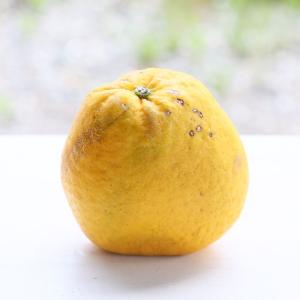 今だけプラス3kg!f大玉ゴ 07大玉 宇和島...の詳細画像5
