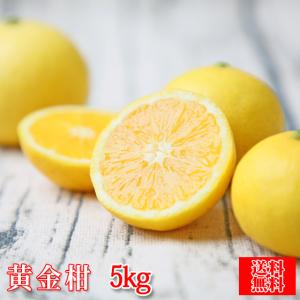 (f黄金 05)黄金柑　5kg (多少の枝傷・葉傷・黒点有り)(家庭用・大小サイズ込み)(送料無料)みかん 吉田みかん 黄金柑 ゴールデンオレンジ うまかゴールド