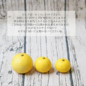 (f黄金 05)黄金柑 5kg (多少の枝傷・...の詳細画像5