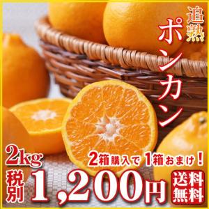 【p 02】【予約販売】ポンカン 2kg（訳有り・大小サイズ込・葉傷枝傷等がございます）2箱購入で1箱おまけ！【基本送料無料】