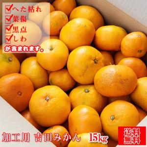 (加工吉 15)加工用 吉田みかん 15kg (加工用の為、枝傷・葉傷・黒点・シワ・ヘタ枯れが含まれます・サイズ込み)(送料無料)みかん ミカン 加工 ジュース用