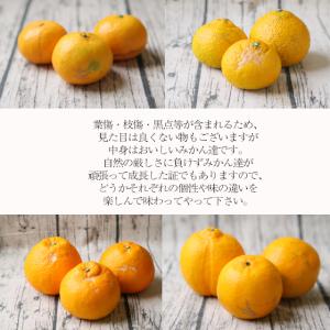 お味見3種セット (梅) 5kg (f梅 05...の詳細画像1