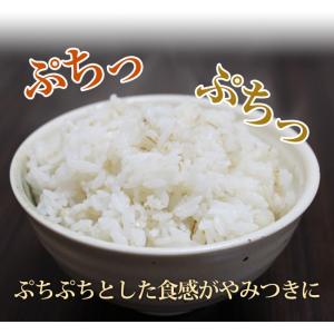8/23までP最大12倍 国産 大麦 押はだか...の詳細画像4