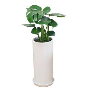 観葉植物 フラワーコーポレーション モンステラ グリーン 円柱形陶器鉢植え 7号｜tvilbidvirk3