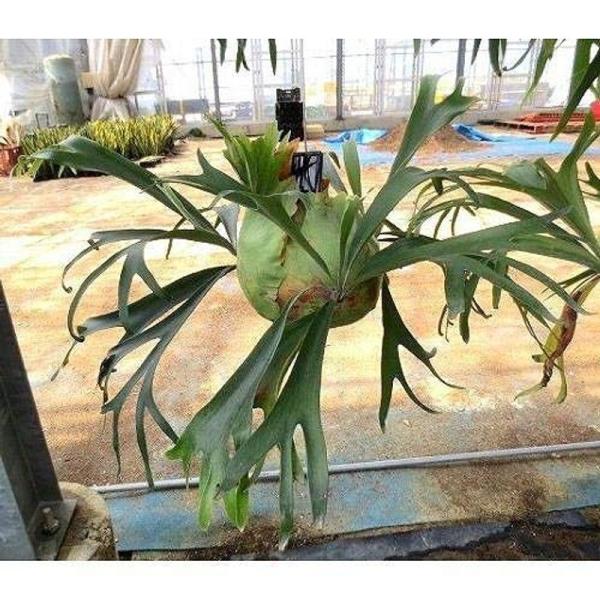 プランツネット(Plants Net) 観葉植物 コウモリラン(大) K0105320