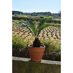 蘇鉄園芸の商品一覧 通販 Yahoo ショッピング