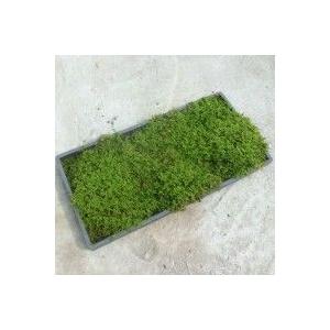 越後苔工房　こけマット ハイゴケ 300×600mm