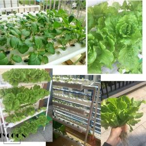 水耕栽培キット すいこう栽培 植物 野菜 植物...の詳細画像2