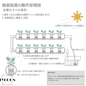 水耕栽培キット すいこう栽培 植物 野菜 植物...の詳細画像3