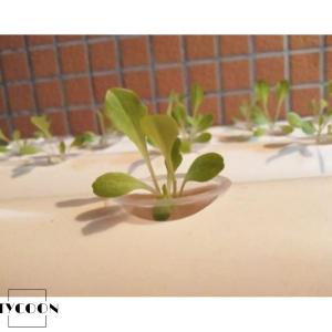 水耕栽培キット すいこう栽培 植物 野菜 植物...の詳細画像5