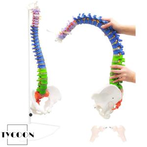 脊椎 模型 90cm 可動式 脊椎骨盤模型 人体模型 実物大 配色脊柱 脊髄 背骨 腰椎 可動脊椎模型 股関節 医学 整骨院 教材 スタンド付き
