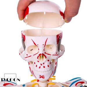 人体骨格模型 1/2人体モデル 筋肉起始/停止...の詳細画像2
