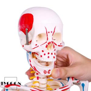 人体骨格模型 1/2人体モデル 筋肉起始/停止...の詳細画像3