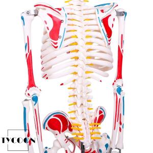 人体骨格模型 1/2人体モデル 筋肉起始/停止...の詳細画像4