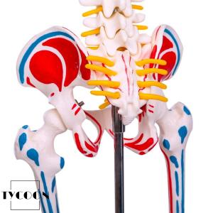人体骨格模型 1/2人体モデル 筋肉起始/停止...の詳細画像5