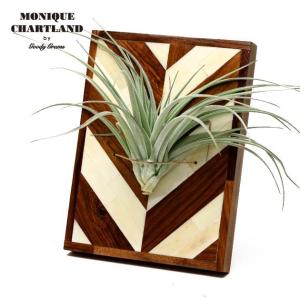 エアプランツ ホルダー おしゃれ 観葉植物 Goody Grams AIR PLANTS HOLDER S セール｜tycoon