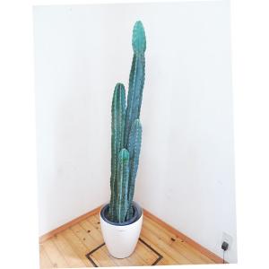 電磁波吸収 植物の商品一覧 通販 Yahoo ショッピング