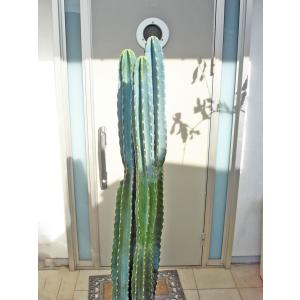 卸し売り購入セールの Sabotenn1226 1 アジアン 花 ガーデニング ファーム ブルーサボテン Sabotenn1226 1 サボテン ビックサイズ スクエア陶器鉢仕立てトゲなし3 4株ブルーサボテン 160ｃｍ前後 12号 サボテン 多肉植物 サボテン ビックサイズ スクエア陶器