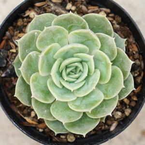 オンスロー  7.5cmポット 多肉植物 エケベリア Echeveria Onslow  福岡県産 多肉 観葉植物 インテリアグリーン 寄せ植えに 『まとめ買いがお得♪』